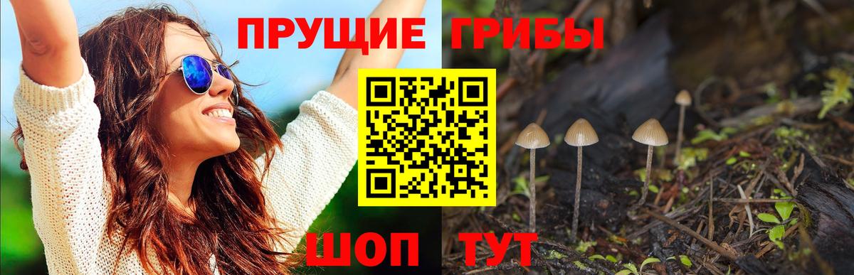 Псилоцибиновые грибы Psilocybine cubensis  Вход с VPN  Красноярск  Псилоцибиновые грибы Psilocybine cubensis 